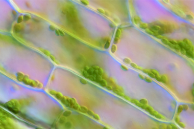 Cellules d'Elodée et cyclose - 1mn 28s